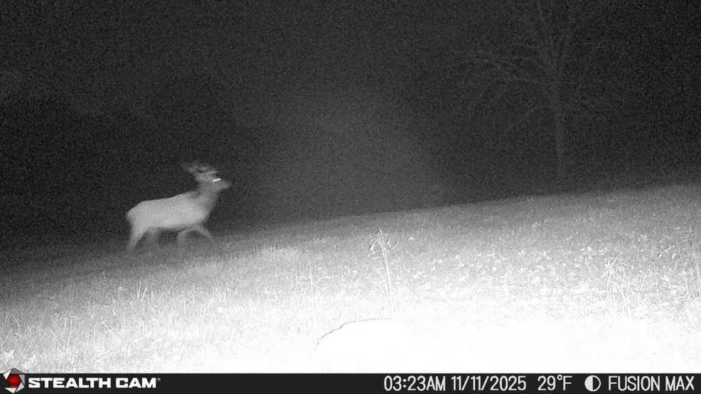 Bill Newman captured this image of the Rhea County elk on one of his trail cameras on November 11th. Like many, Newman was outraged to learn the elk had been killed (Trailcam Image courtesy Bill Newman)