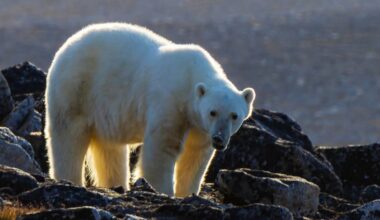 Worker was taking polar bear photos at Nunavut site before he was killed
