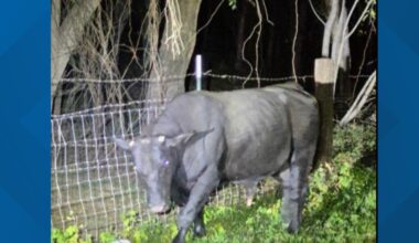 Officials: ACS, SAPD help wrangle bulls that broke free for a 'moonlight stroll'