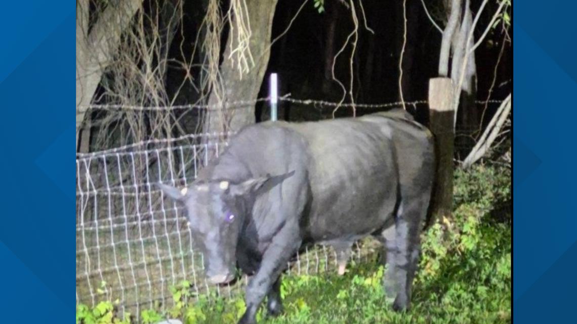 Officials: ACS, SAPD help wrangle bulls that broke free for a 'moonlight stroll'