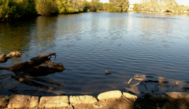 'An apocalyptic event': Dead ducks and fish popping up at private San Antonio lake; state investigating