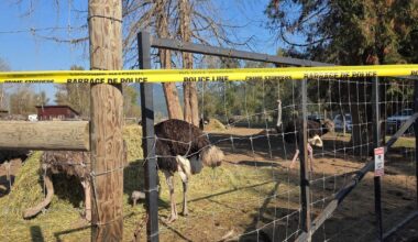 Canadian ostrich farm loses long legal battle to avoid cull of its birds, despite plea from RFK Jr.
