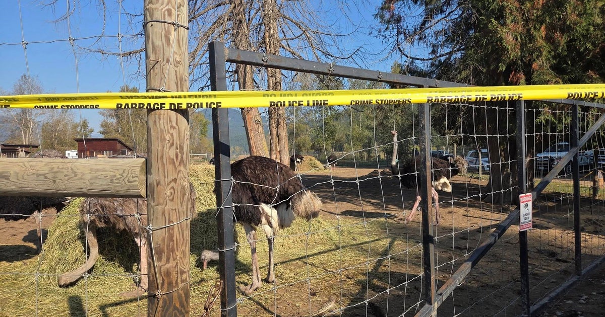 Canadian ostrich farm loses long legal battle to avoid cull of its birds, despite plea from RFK Jr.