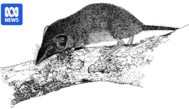 Christmas Island shrew declared extinct after decades without a sighting