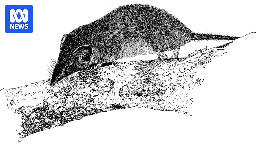 Christmas Island shrew declared extinct after decades without a sighting