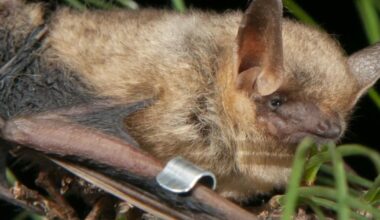 Biologists race to rescue bat populations from deadly white-nose syndrome