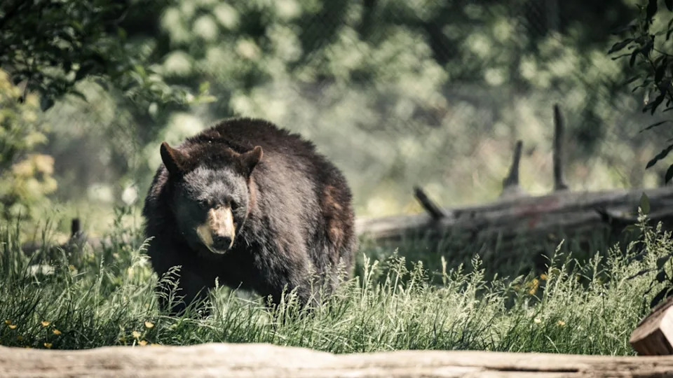A California black bear standing in a picturesque meadow surrounded by tall trees and logs