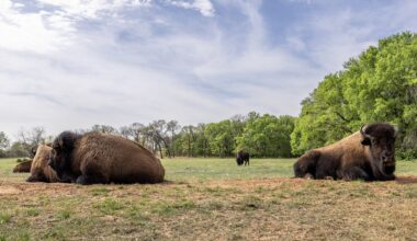 Fort Worth Bison Celebration | National Bison Day 2025