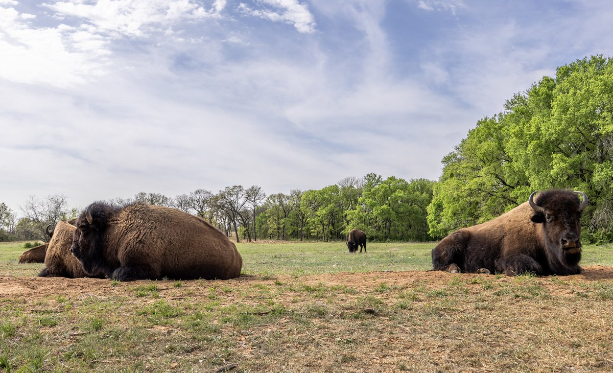 Fort Worth Bison Celebration | National Bison Day 2025