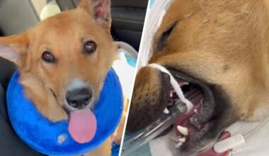 Dog in intensive care after being set on fire in South LA – NBC Los Angeles