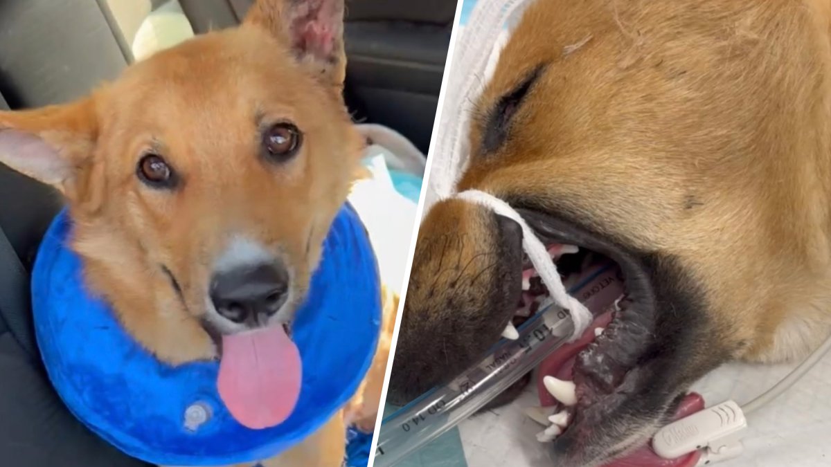 Dog in intensive care after being set on fire in South LA – NBC Los Angeles