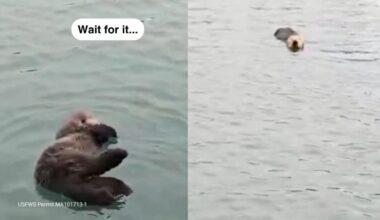 Baby Sea Otter Named Caterpillar Rescued off Central California Coast