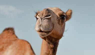 A Unique Protein in Camels And Llamas May Protect The Brain From Alzheimer's : ScienceAlert