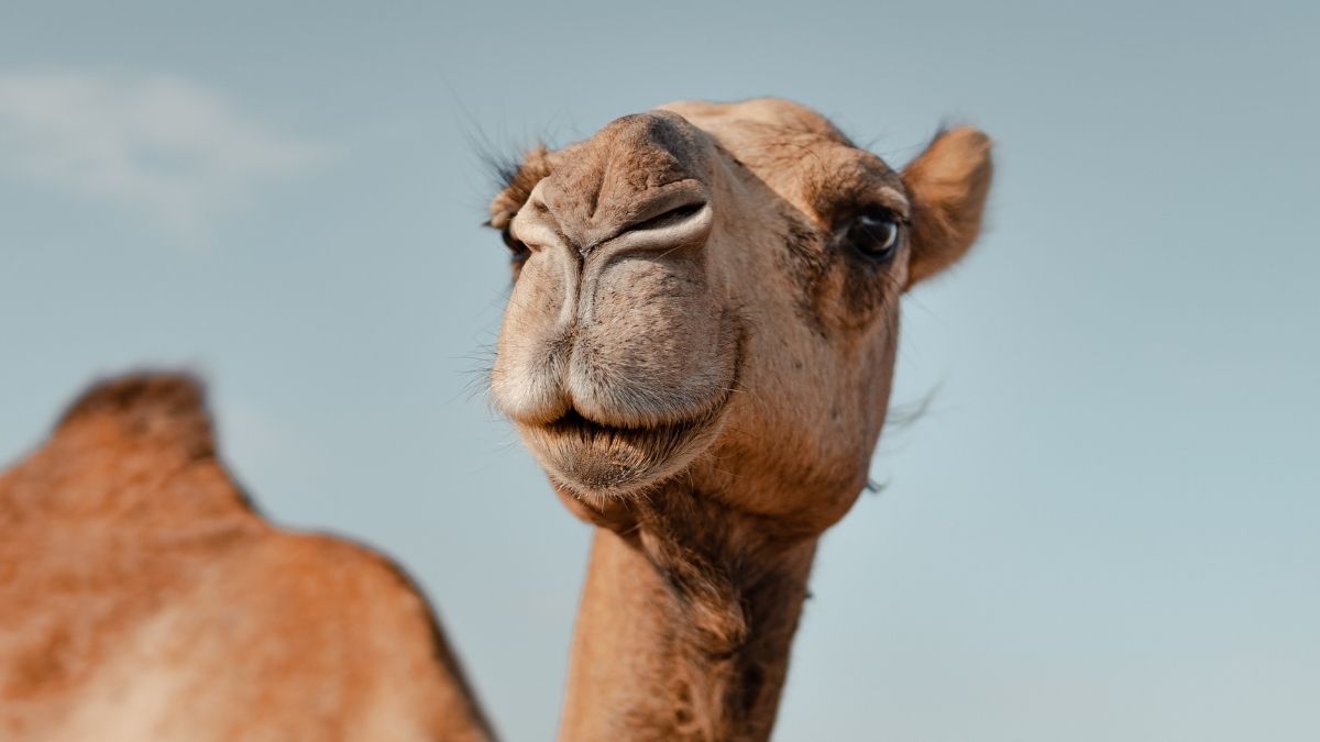 A Unique Protein in Camels And Llamas May Protect The Brain From Alzheimer's : ScienceAlert