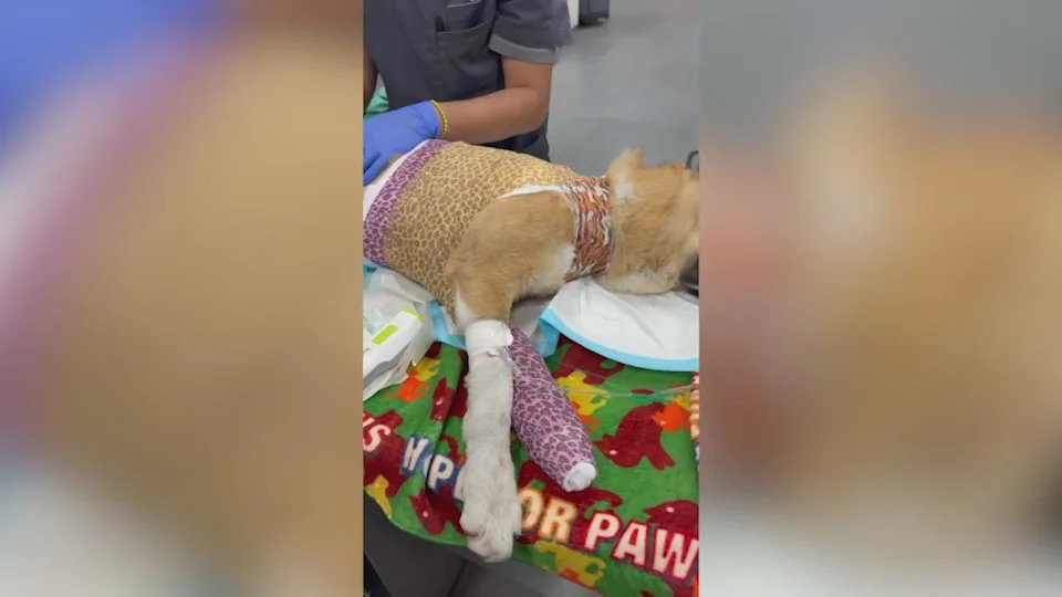 Luke was found with third- and fourth-degree burns all over his body and was suffering from smoke inhalation. (Compton Paw Patrol)