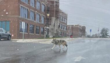 Recent wolf sightings in Ely trigger buzz, debate