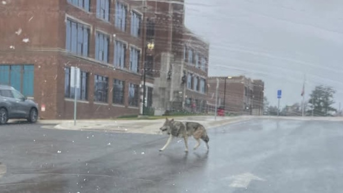 Recent wolf sightings in Ely trigger buzz, debate