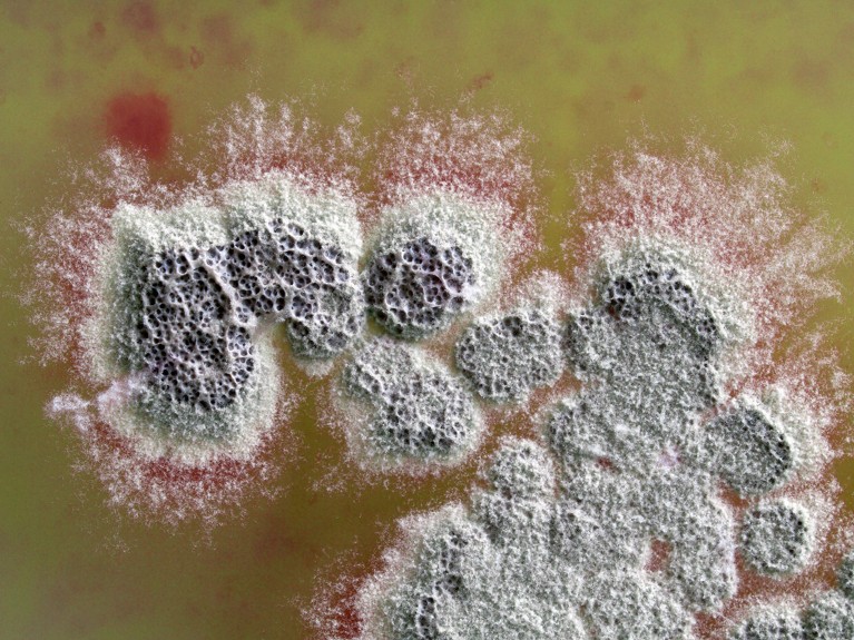 Close up of a colony of Streptomyces coelicolor bacteria growing on an agar medium (brown) in a petri dish.