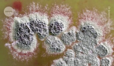 Powerful new antibiotic that can kill superbugs discovered in soil bacteria