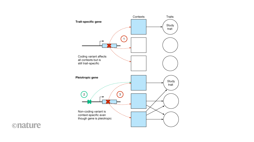 How do genetic association studies rank genes?