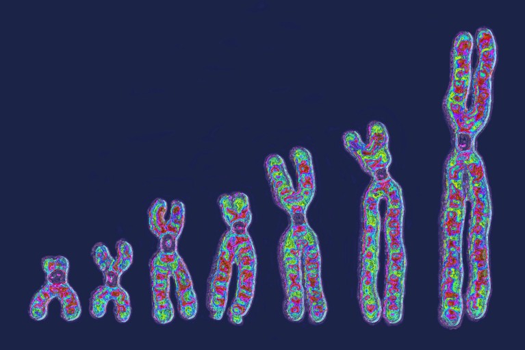 A row of seven human chromosomes, growing larger in size, on a dark blue background