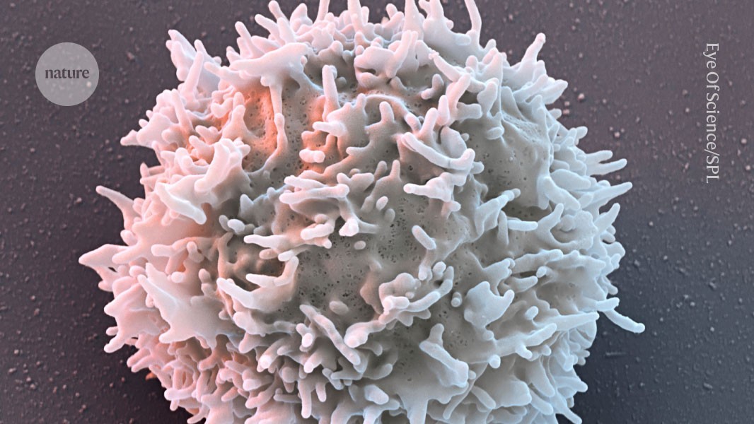 CAR-T therapies send autoimmune diseases into remission