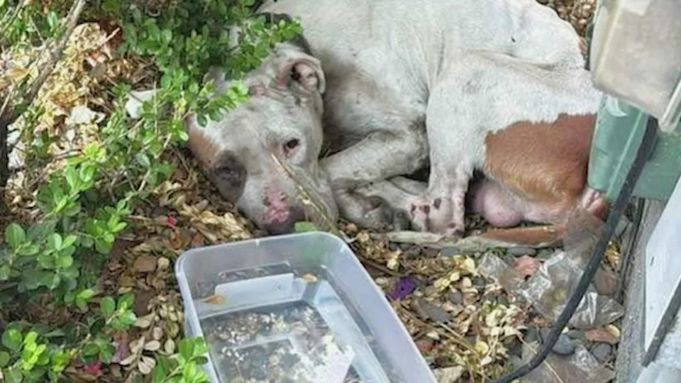 Animal advocates say they’re seeing a disturbing increase in dogs being abused, neglected and even set on fire at homeless encampments across Los Angeles. (KTLA)