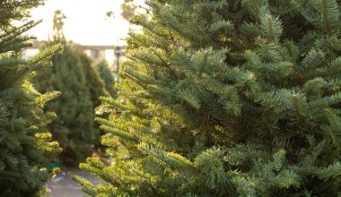 Where to get fresh cut Christmas trees in San Antonio