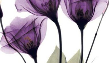 LEOLA FAY PRICE HUTCHENS - February 6, 1932 — November 13, 2025