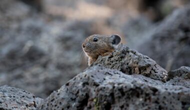 Portland's pika population pops past previous peak