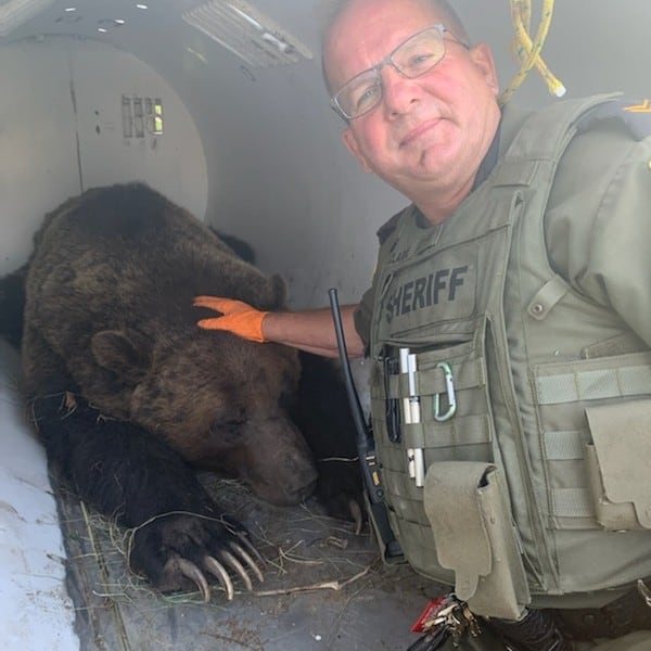 A man takes a selfie with a tranquilized grizzly bear.