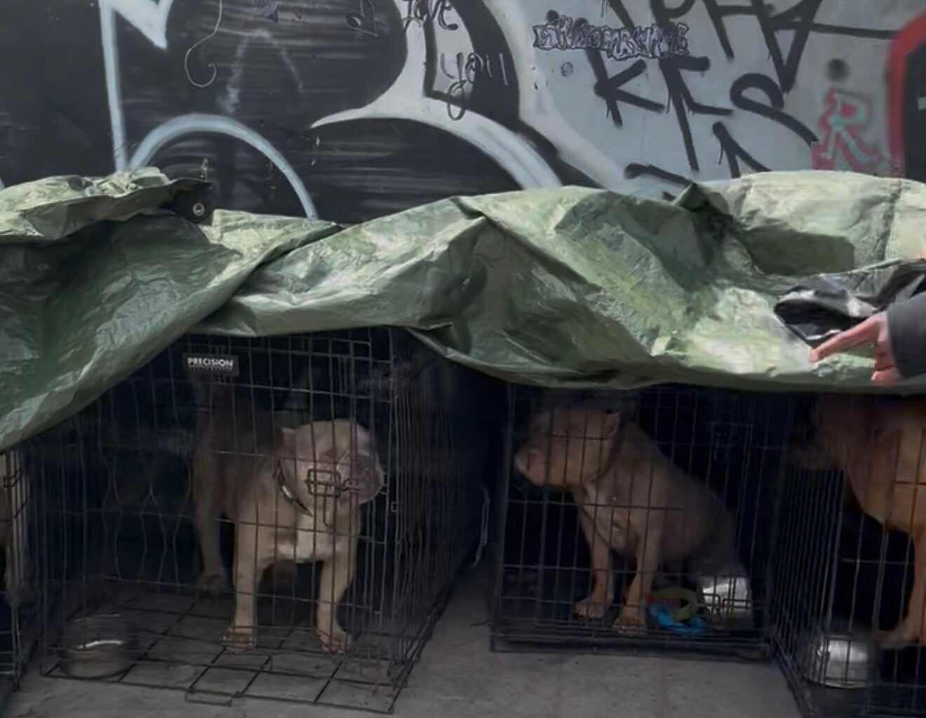 LAPD Rescues Dogs, Arrests Breeder in Skid Row Puppy Mill Raid