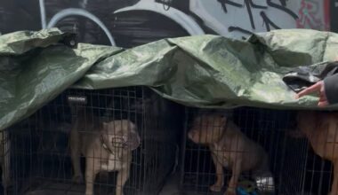 LAPD Rescues Dogs, Arrests Breeder in Skid Row Puppy Mill Raid