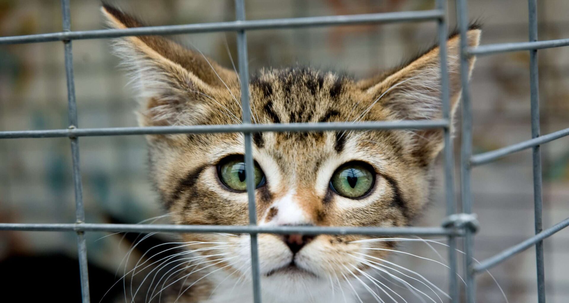 A pet food pantry in New York won't solve the city's shelter crisis