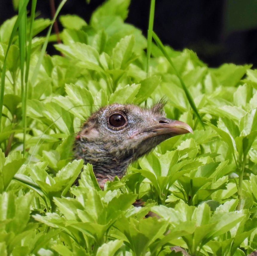 A wild Astoria appears in a New York City garden.