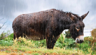 Yahoo lifestyle home