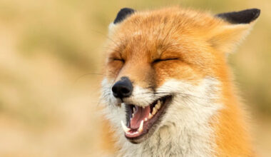 Yahoo lifestyle home