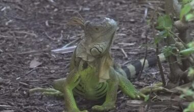 South Florida dad pivots careers after son gets salmonella from iguana; health experts share warning