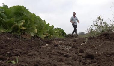 San Antonio's urban farm feeds hope with nutrient-rich greens