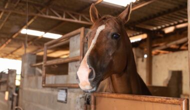 EHV in Texas: Will the deadly horse virus outbreak impact the San Antonio Rodeo?
