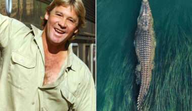 Giant Crocodile Brought to Steve Irwin’s Australia Zoo, Upsetting Indigenous and Conservation Groups
