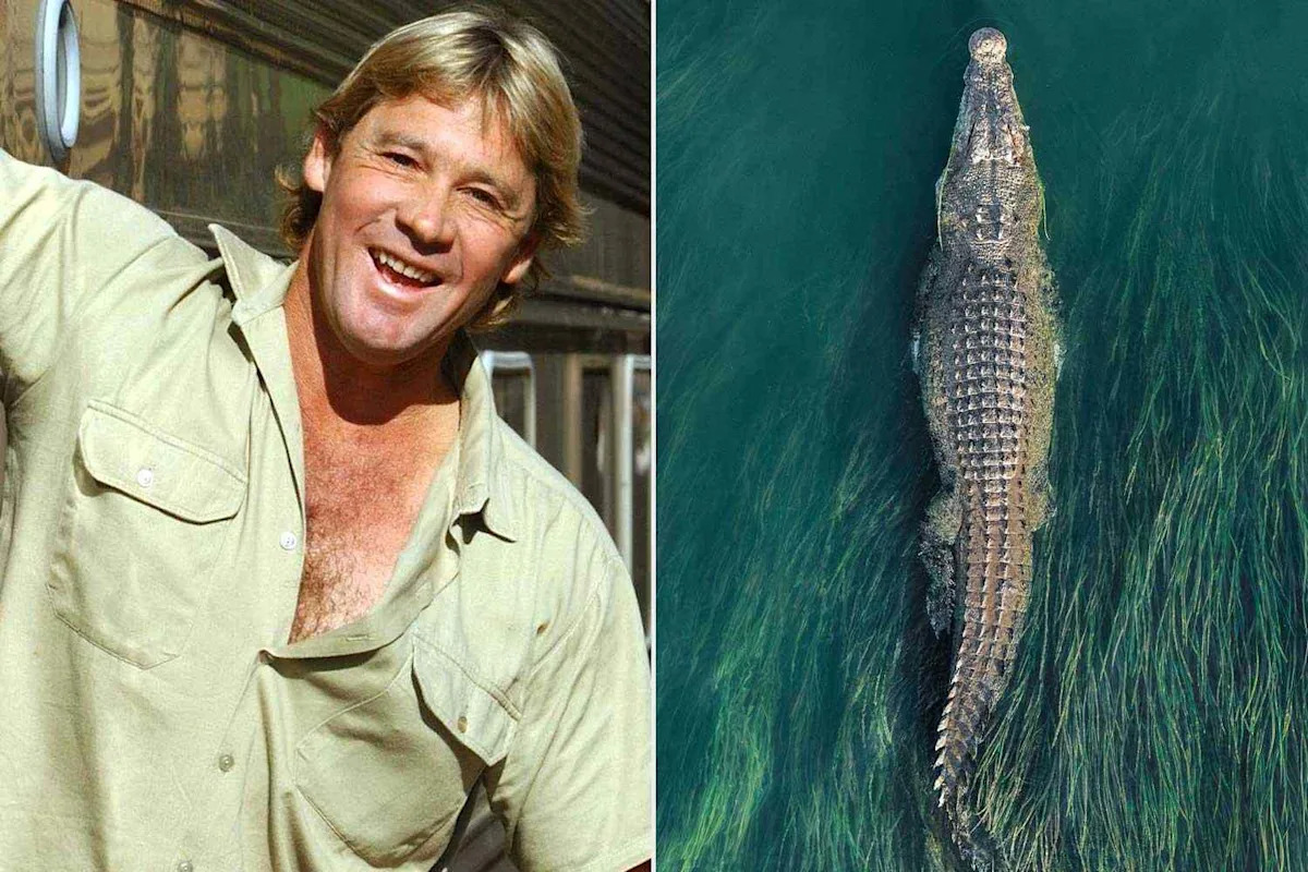 Giant Crocodile Brought to Steve Irwin’s Australia Zoo, Upsetting Indigenous and Conservation Groups