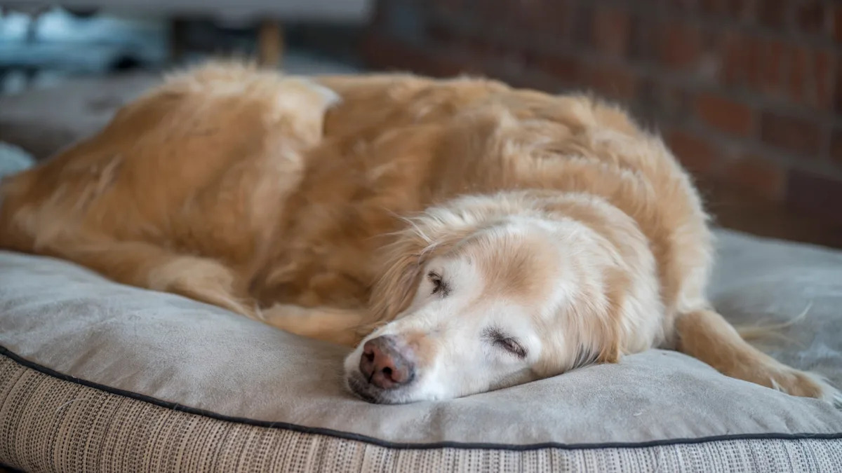 Yahoo lifestyle home