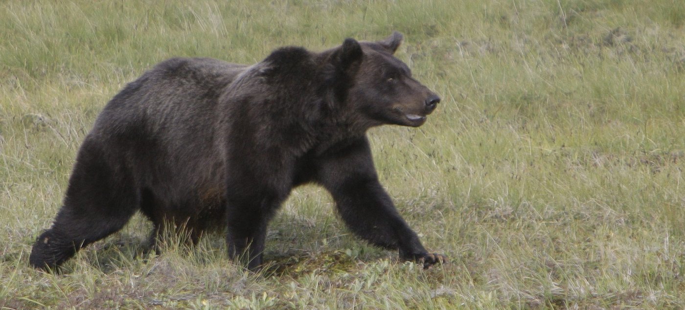 Pupils flee as grizzly attacks elementary class in B.C., injuring 11, some critically