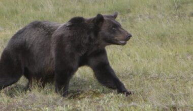 Pupils flee as grizzly attacks elementary class in B.C., injuring 11, some critically