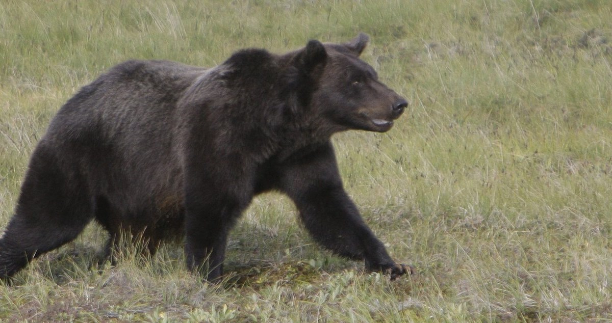 Pupils flee as grizzly attacks elementary class in B.C., injuring 11, some critically