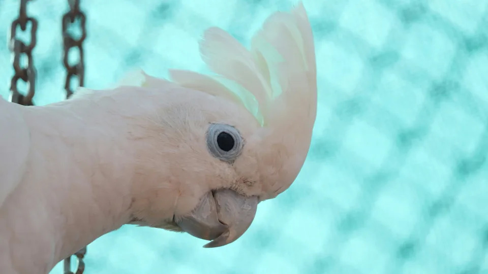 Side view of a Cockatoo's curiously cute face.Image via Unsplash