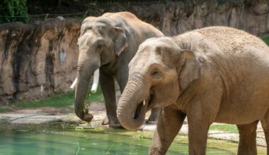 “For the first time in nearly 25 years, An Asian Elephant (Nhi Linh) Is Pregnant” at the Zoo!!