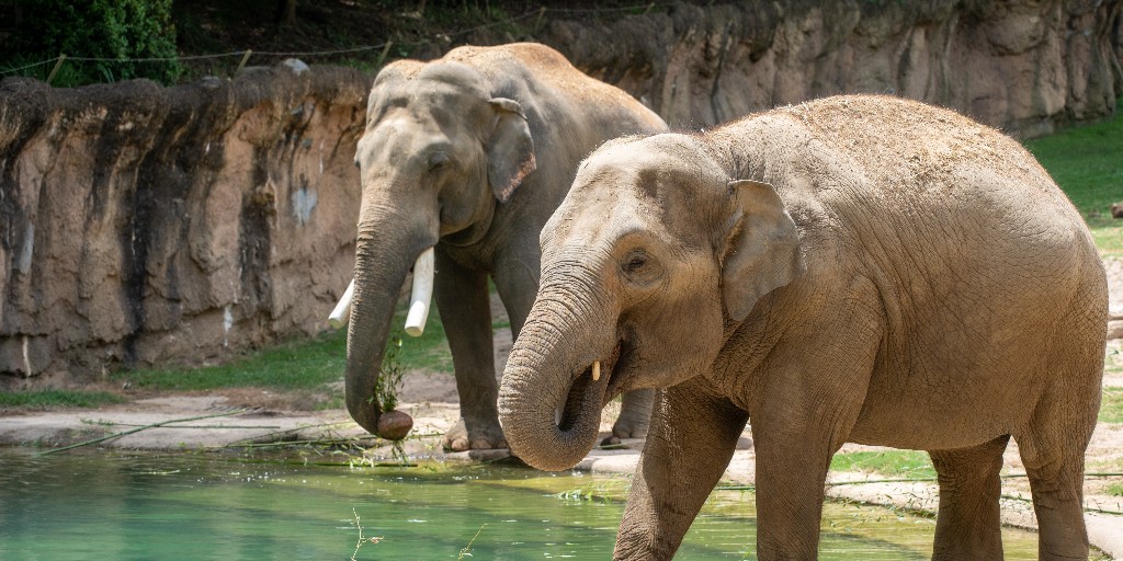 “For the first time in nearly 25 years, An Asian Elephant (Nhi Linh) Is Pregnant” at the Zoo!!