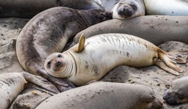 After Killing Half Of South Georgia’s Elephant Seals, H5N1 Avian Flu Has Reached Australian Territory For The First Time
